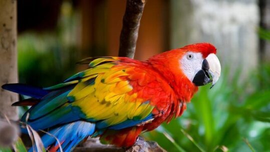 Hotel Green in Jaco Puntarenas 008